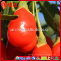 Best selling dried goji berry goji berries goji berry helps to reduce weight